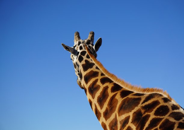 长颈鹿图片下载