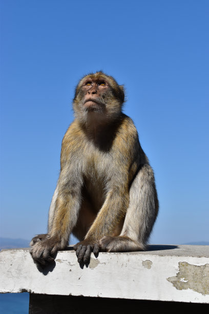 猴子或巴巴里猕猴图片下载