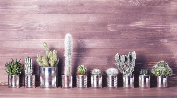 木质背景上的仙人掌和多肉植物素材图片