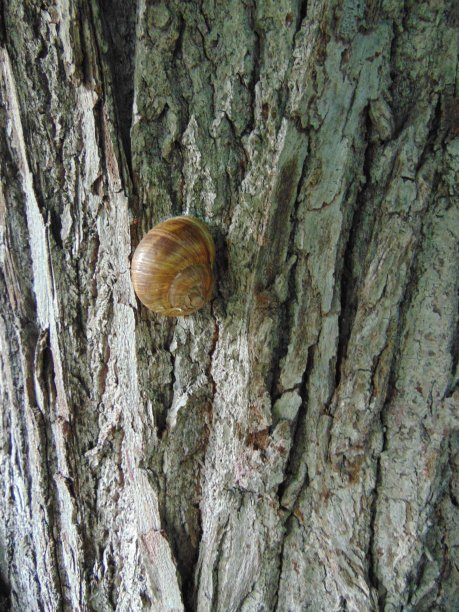 树上的蜗牛图片下载