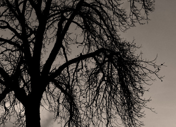 令人毛骨悚然的树图片下载