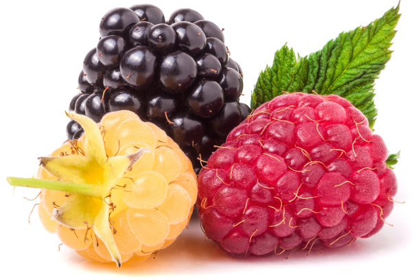 树莓和黑莓，叶子孤立在白色背景上图片下载