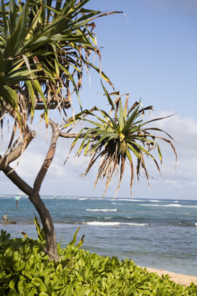 很酷的树看起来像苏斯博士的画图片下载