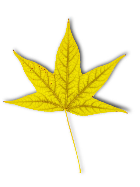 黄叶作为秋天的象征作为季节的概念图片下载