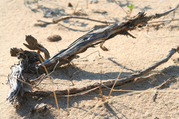沙漠中干裂的树图片下载