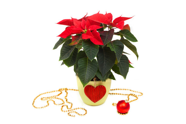 一品红花盆和圣诞装饰品图片下载