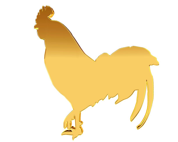 一只公鸡在白色背景上的图像图片下载