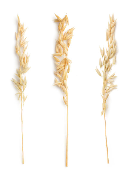 孤立在白色上的燕麦穗图片下载