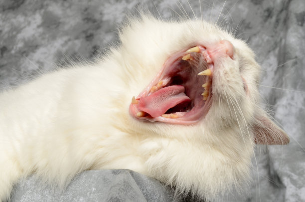 巨大的猫图片下载