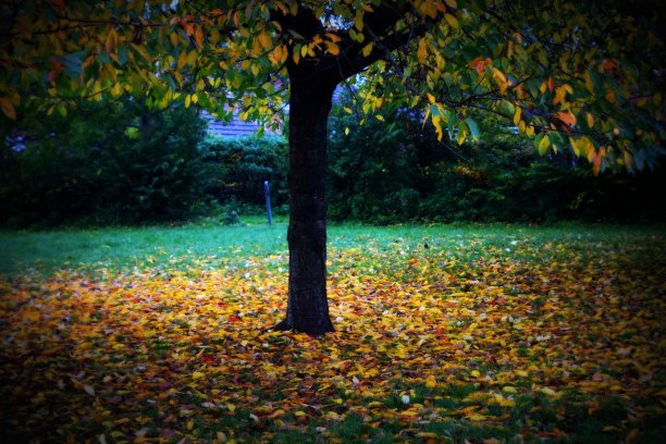 秋天里五颜六色的树图片下载