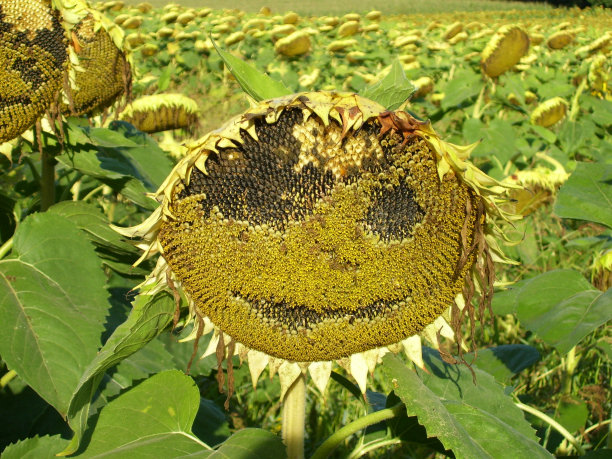 微笑的向日葵图片下载