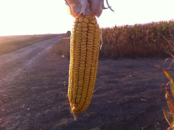 玉米和玉米田图片下载