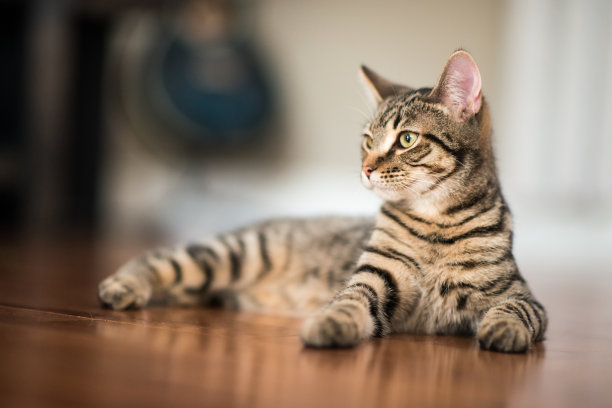 我准备好了图片下载