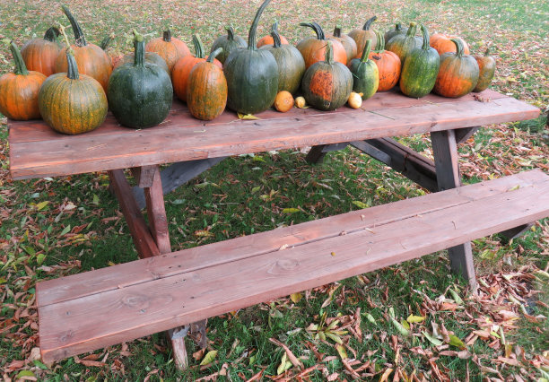 南瓜是准备好了图片下载