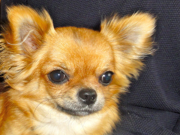 一个漂亮的棕色吉娃娃狗的肖像图片下载