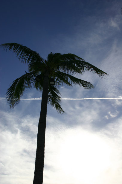 棕榈树图片下载