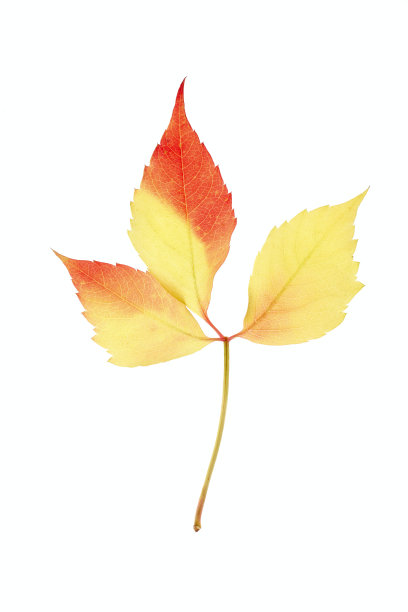 秋天的落叶图片下载