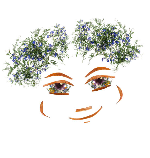 应用，表面干燥压制鲜艳的花图片下载