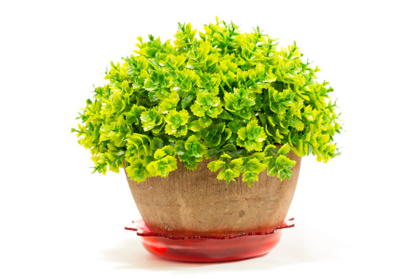 装饰人造树在花盆孤立图片下载