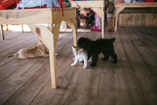狗和猫在一起玩。图片下载