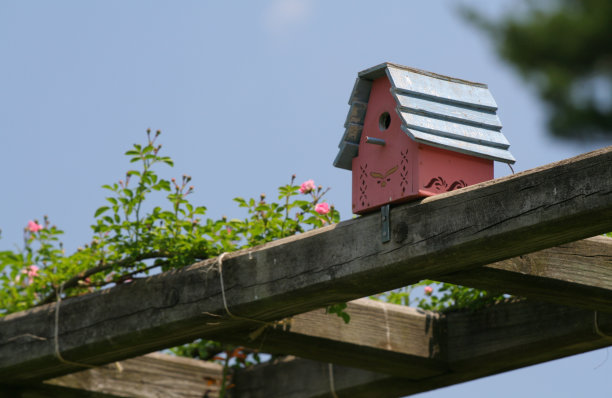 粉红色和蓝色的鸟窝图片下载