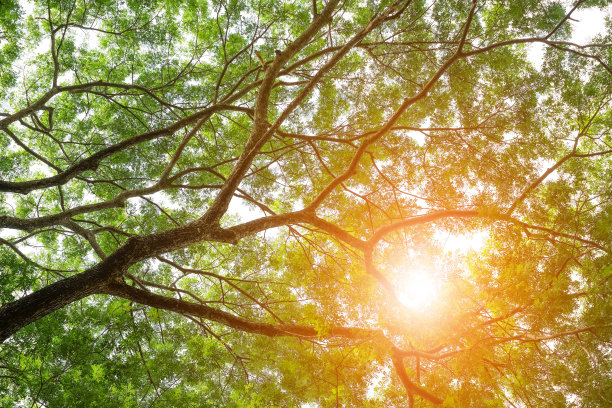 绿色树叶背景图片下载