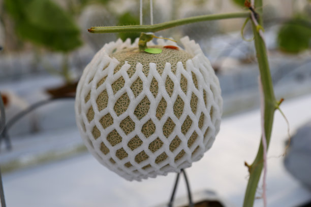 甜瓜生长图片下载