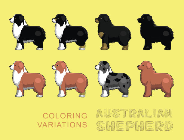 狗澳大利亚牧羊犬着色变化矢量插图图片下载