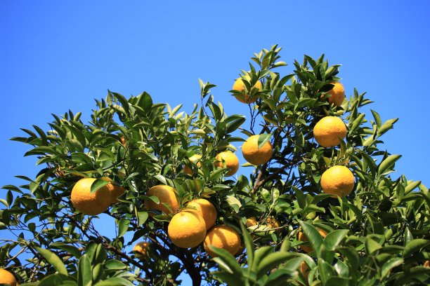 夏天橙色图片下载
