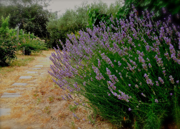 葡萄和薰衣草图片下载