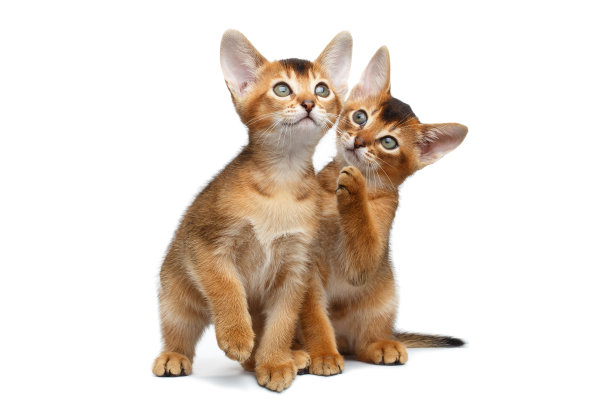 两只顽皮的阿比西尼亚小猫坐在孤立的白色背景上图片下载