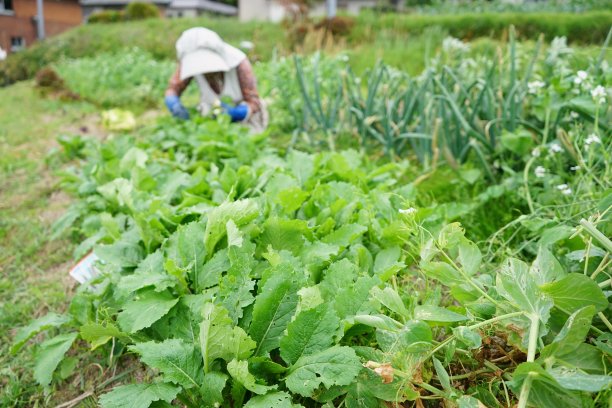在农村地区从事农业工作的日本老人图片下载
