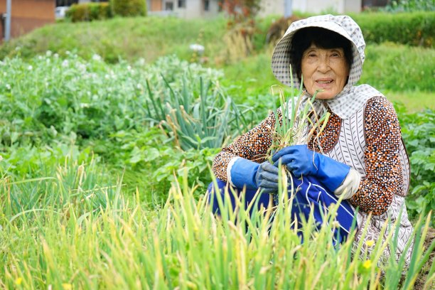 在农村地区从事农业工作的日本老人图片下载