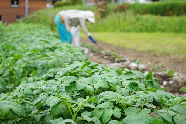 在农村地区从事农业工作的日本老人图片下载