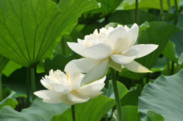 盛开的白莲花图片下载