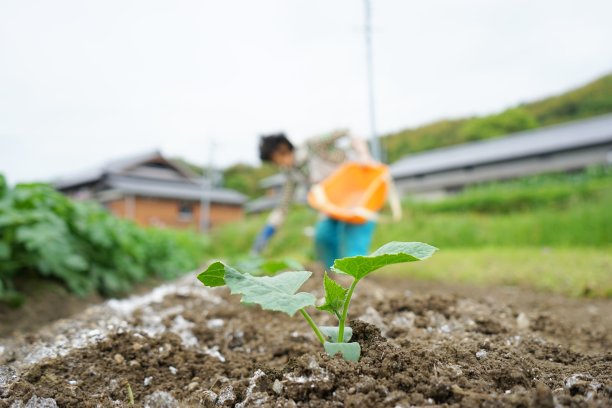 在农村地区从事农业工作的日本老人图片下载