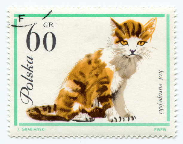 一只欧洲猫，印在来自波兰的老式已取消的邮票上图片下载