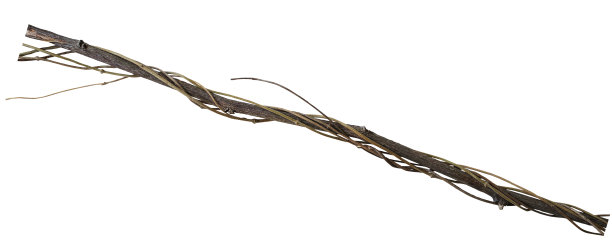 扭曲的干燥藤蔓在干燥的树枝上孤立的白色图片下载