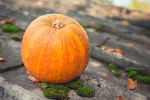 橙色的南瓜图片下载