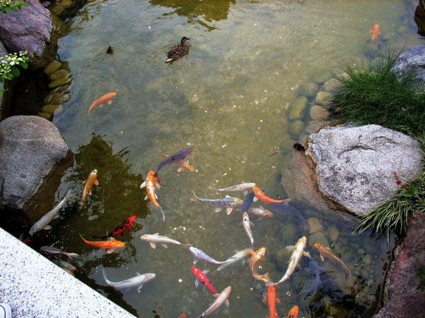 五颜六色的鱼图片下载