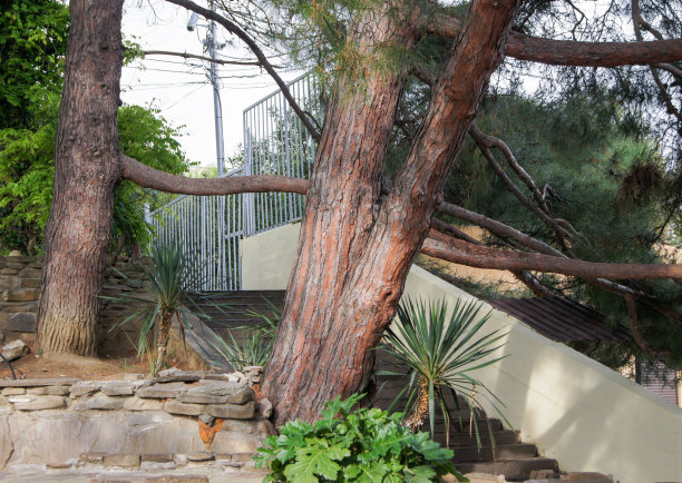 楼梯上面的松树的树干。图片下载