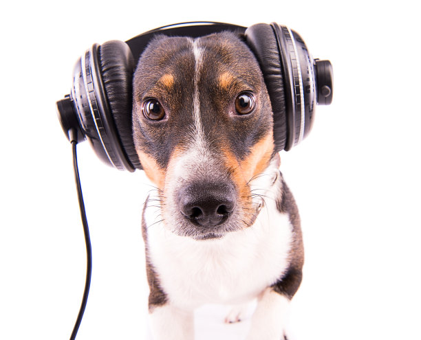 白色背景上戴着耳机的杰克罗素梗图片下载