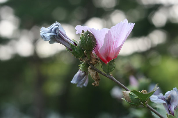 芙蓉图片下载