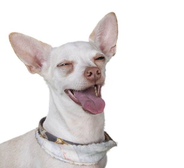 快乐吉娃娃图片下载