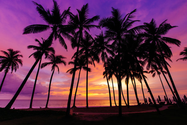 椰树在日落时的剪影图片下载