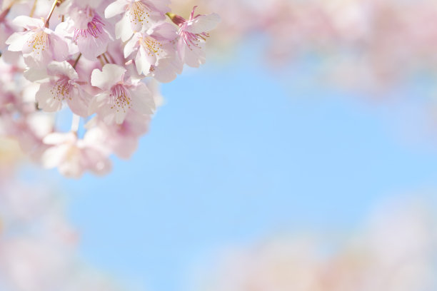 浪漫樱花图片素材ID：135764386