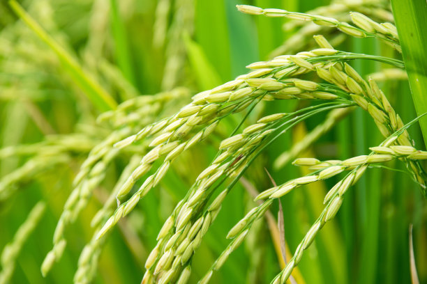 近距离观察绿色的稻田素材图片