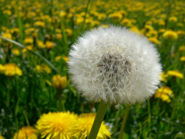 蒲公英的花下凋谢图片下载