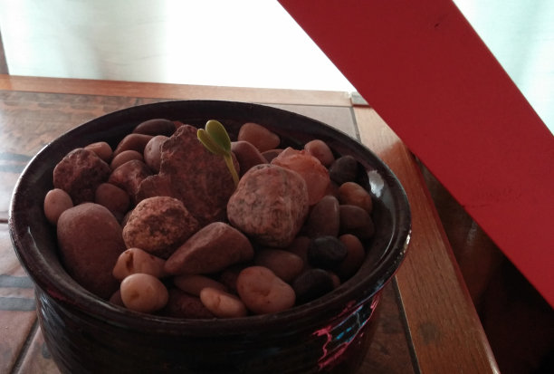 盛开的花图片下载