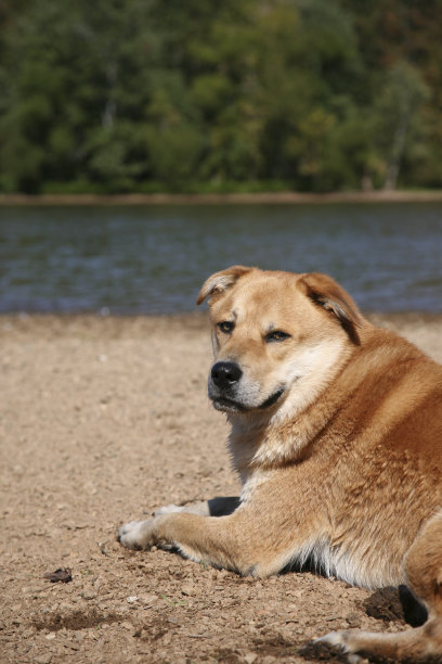 河边的狗图片下载
